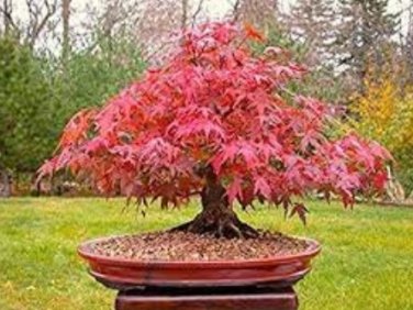 20 Office Decor Japanese Red Maple Hybrid Bonsai Seeds