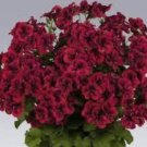 10 Hanging Geranium Purely Deep Red Perennial Bonsai Flowers Seeds