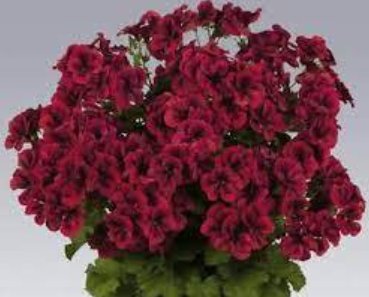 10 Hanging Geranium Purely Deep Red Perennial Bonsai Flowers Seeds