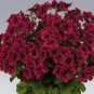 10 Hanging Geranium Purely Deep Red Perennial Bonsai Flowers Seeds