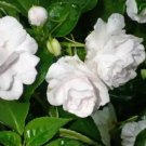 28 Gardenia Jasminoides Cape Jasmine Heirloom Seeds