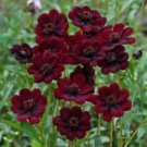 100 Heirloom New Rare Chocolate Cosmos Flower Seeds