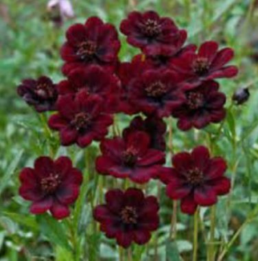 100 Heirloom New Rare Chocolate Cosmos Flower Seeds