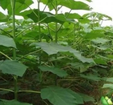 200 fast growing tree Paulownia Seeds