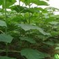 200 fast growing tree Paulownia Seeds