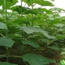 500 fast growing tree Paulownia Seeds