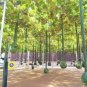 10 Long Handle Dipper Gourd Seeds
