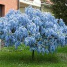 5 Blue Yard Chinese Wisteria Climbing Plants, Purple Floribunda Seeds