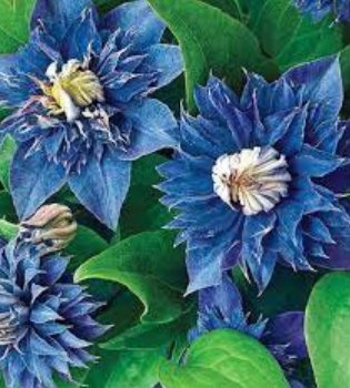 100 Blue Clematis Seeds