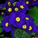 200 Blue Evening Primrose fragrant DIY Flower Hardy Plant Evening Primrose seeds