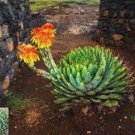 200 Aloe polyphylla Pillans Bonsai Rare Spiral Aloe Flower seeds