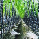 100 Red Green Sugarcane Mixed Seeds