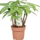2 Money Tree Pachira Aquatica Malabar Chestnut Seeds