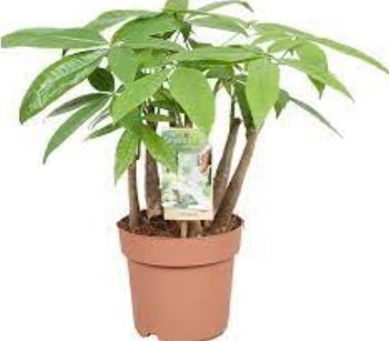 2 Money Tree Pachira Aquatica Malabar Chestnut Seeds
