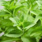 400 Stevia Herbs Seeds Green Herb Seeds