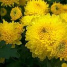 100 Beautiful Yellow Chrysanthemum Seeds Chrysanthemum Morifolium