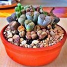 50 Mix Lithops Aucampiae Amazing Succulent Plant Seeds