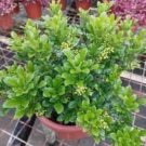 100 Aglaia Odorata Bonsai Rare Balcony Potted Plant Seeds