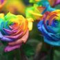 50 Rarest 'Rain Rainbow' Colorful Rose Seedling Flower Seeds