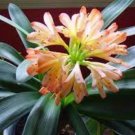 100 Kaffir Lily Clivia Plants Seeds