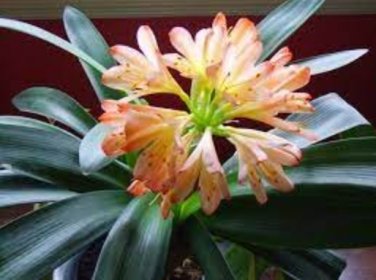 100 Kaffir Lily Clivia Plants Seeds