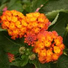 20 Lantana Camara Perennial Bonsai Flowers Seeds