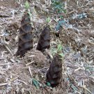 30 China Moso Bamboo Shoots Tasty Vegetable Seeds