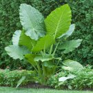 20 Green Giant Taro Indoor Seeds
