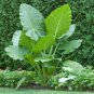 20 Green Giant Taro Indoor Seeds