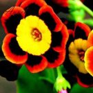 100 Tri-color Rare Petunia Annual Flower Seeds