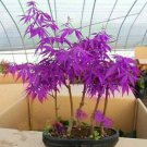 20 Purple Ghost Japanese Maple Ornamental Tree Seeds