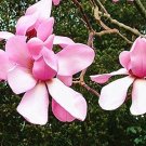 10 Taizhou Pink Yulan Magnolia Big Blooming Fragrant Shrub Flowers Seeds