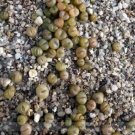 10 Pebble Plant Mix Cactus Lithops Succulents Living Stones Seeds