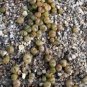 10 Pebble Plant Mix Cactus Lithops Succulents Living Stones Seeds