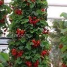 100 Middle-sized Red Climbing Strawberry Fruits Seeds