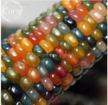 20 Rare Heirloom Colorful Hybrid Corn Seeds