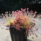 10 Drosera Paradoxa Carnivorous Very Rare Plant Seeds