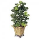 100 Philodendron Bonsai Seeds , Vine Leaf, Indoor Plants Anti Radiation Absorb dust Tree Bonsai