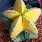 10 Astrophytum ornatum Rare Succulent Seeds