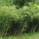 10 Rare Tianshan Umbrella Bamboo Perennial Evergreen Plants Seeds