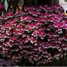 10 Geranium 'Colorful Butterfly' Blackish Red White Flowers Seeds
