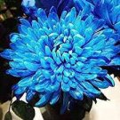 50 Rare Ballad of Dueana Chrysanthemum Flowers White Yellow Seeds