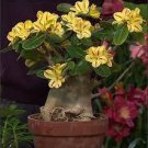 2 Yellow Adenium Red Stripe Desert Rose, bonsai short Seeds
