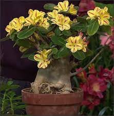 2 Yellow Adenium Red Stripe Desert Rose, bonsai short Seeds