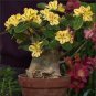 2 Yellow Adenium Red Stripe Desert Rose, bonsai short Seeds