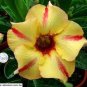 2 Yellow Adenium Red Stripe Desert Rose, bonsai short Seeds