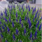 50 Blue Spiked Speedwell Veronica Spicata, Perennial Rockery Flowers Seeds