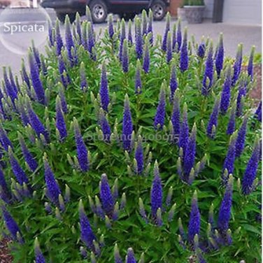 50 Blue Spiked Speedwell Veronica Spicata, Perennial Rockery Flowers Seeds