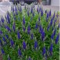 50 Blue Spiked Speedwell Veronica Spicata, Perennial Rockery Flowers Seeds
