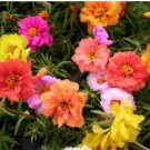 200  Portulaca Grandiflora Mixed Colorful Moss Rose Flower Seeds